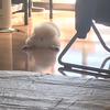 まみ