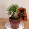 盆栽　太郎