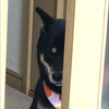 さかいのやまちゃん