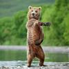 眠らない熊🐻
