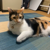 ごまてゃん(Level21)