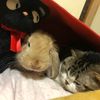 風香ちゃん＆にゃんちゃん＆モコちゃん