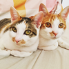 ELIE🐱えりー
