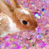ぺし