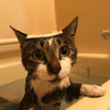 や こ ち