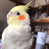 キャベおばさん🌈🕊🍀