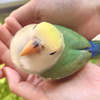 こえびこ🤍🦜