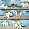 🐾🧀浪人生よし