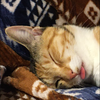 🐈オペラ🥀