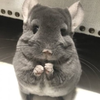 ヒポ