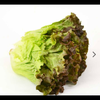 🥗🥗レタス団🥗🥗