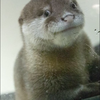 ほーちゃん
