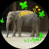 🐢🐘いっちゃん🍀