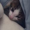 鬼ヶ猫
