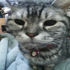 George★0821家族はチビ猫