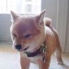 てっち
