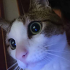 🎤しーか空ふぁむ命@😺💎