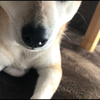 りさぴ