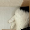やっちゃむ