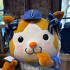 NAO 休止中