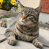 迷子の子猫ちゃん
