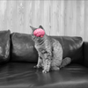 映えます🎶🍙🍼🦄