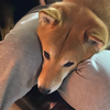 しょーーー