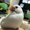 はーちゃんのひでこ