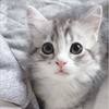 VIVI🐈