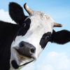 🐮あけ