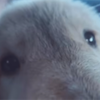 もずく