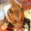 タケちゃんマン　
