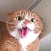 シャーッ！