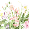 怜🌺