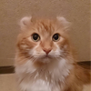 サザン