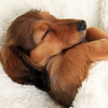 冬眠します💤