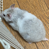 たかさん