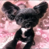 🦅たかりん🌹よしりん🌹推し🧁🌟