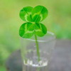  CLOVER🍀
