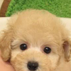 🌻わんころ🌻はなしゃん🐶さくちゃん🐶