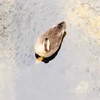 かも🦆