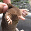 もぐら
