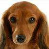 自粛犬　