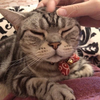 ご〜にゃん🦙🧡🐈💕　