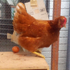 ちょんなお🐓