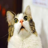 Fてっちゃん