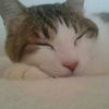 ニャー