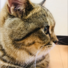 こにゃにゃちわ