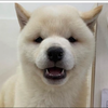 お米育ち