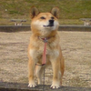 henachoko_rider